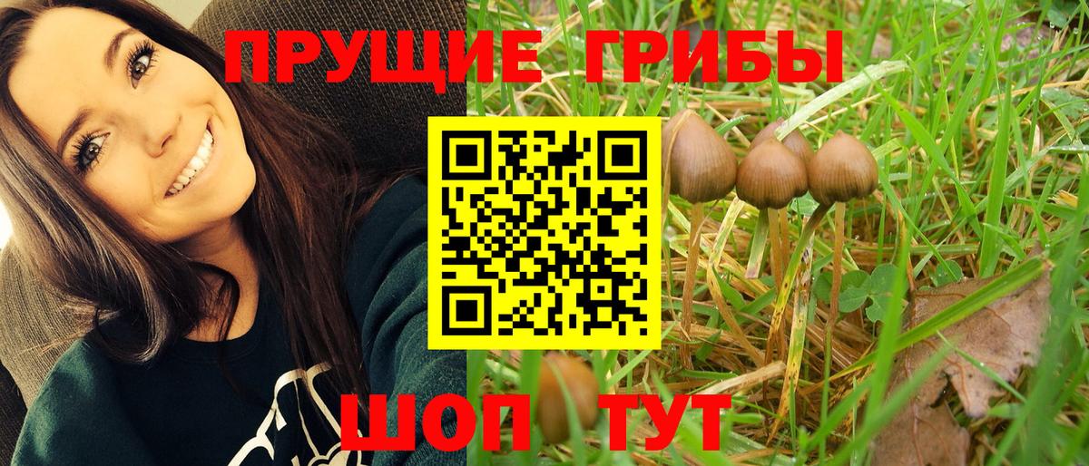Псилоцибиновые грибы Cubensis Мурманск
